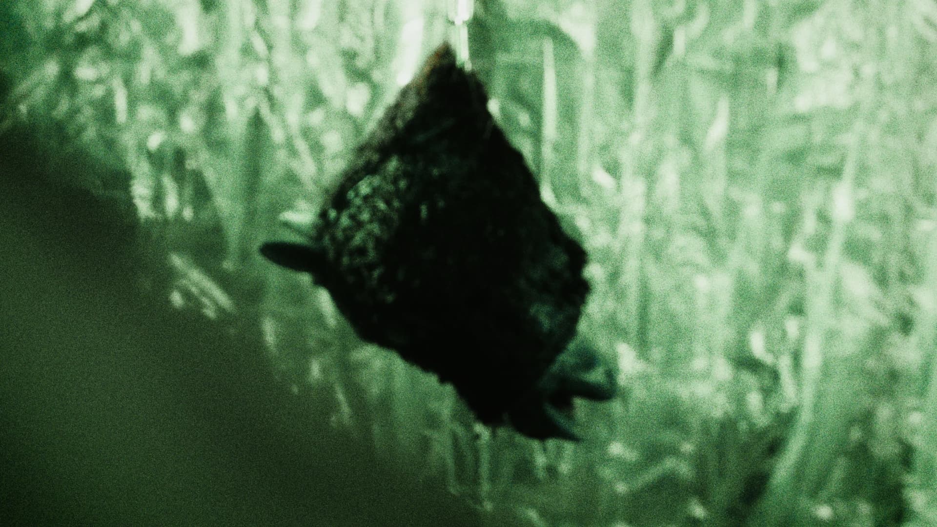 Contact image background